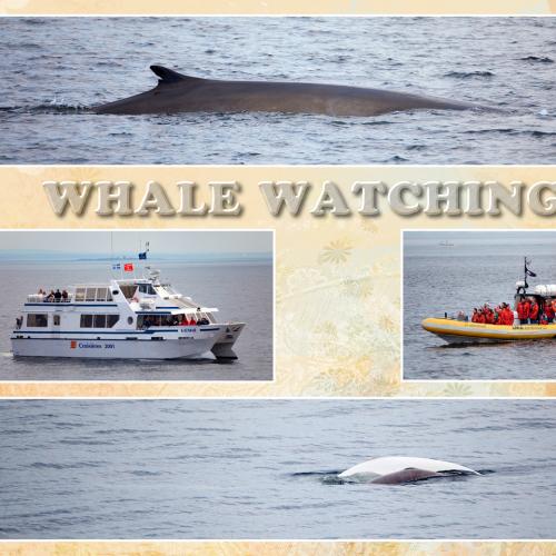 Watch whales in Quebec City with direct Canadian host BestCanadatours.com