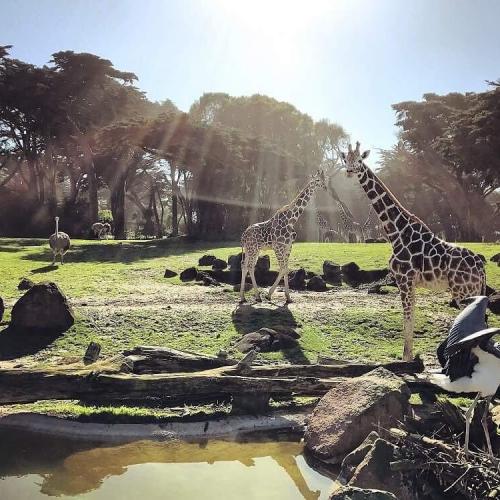 باغ وحش و باغ سانفرانسیسکو آمریکا