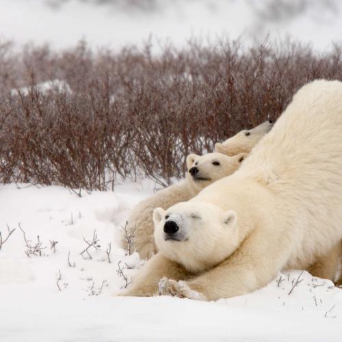 در سفر به کانادا، خرسهای قطبی و شفقهای شمالی را ببینید!