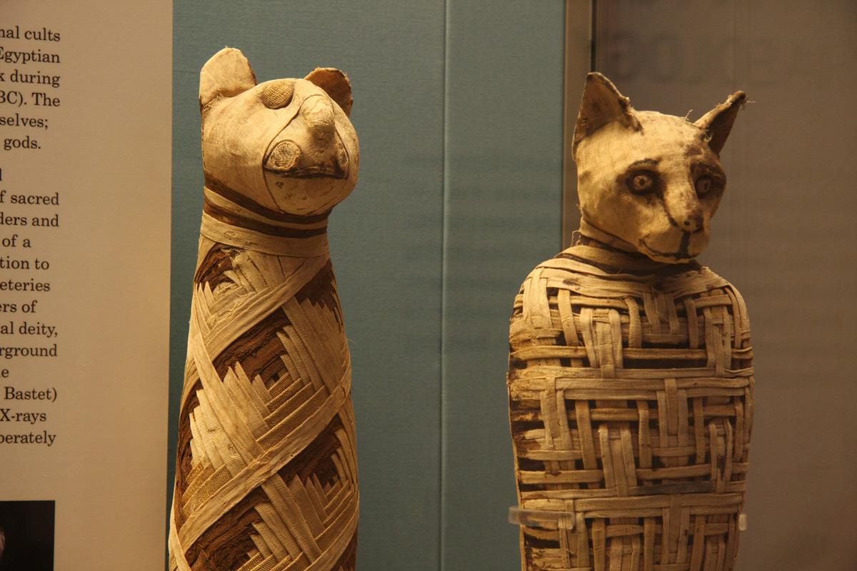 مقبره ای در مصر کشف شده که گربه ها در آن مومیایی شده اند!