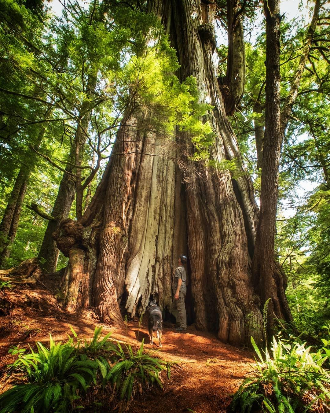 برای دیدن درختان عظیم الجثه به بریتیش کلمبیا بروید
