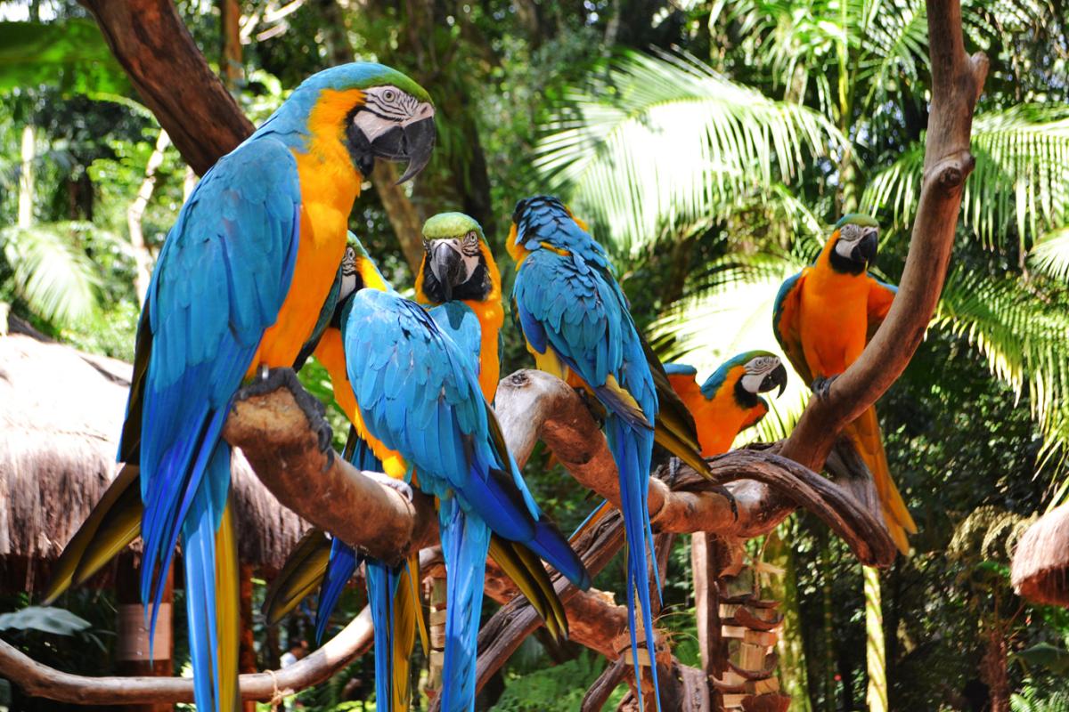 آشنایی با باغ پرندگان ایگواسو (Iguazu)