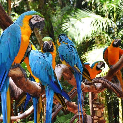 آشنایی با باغ پرندگان ایگواسو (Iguazu)