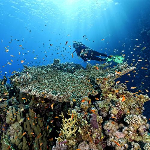 پارک ملی راس محمد: گوهری درخشان در قلب سینا و الگوی جهانی حفاظت